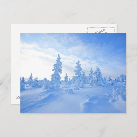Schneebäume in Lappland in Finnland Postkarte (Vorne/Hinten)