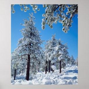 Schneebedeckte Bäume in den Laguna Mountains Poster