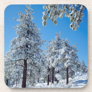 Schneebedeckte Bäume in den Laguna Mountains Untersetzer