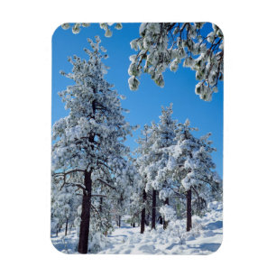 Schneebedeckte Bäume in den Lagunen Magnet