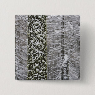 Schneebedeckte Baumstämme im Yosemite-Tal - Button