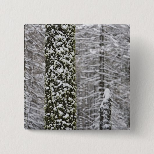 Schneebedeckte Baumstämme im Yosemittal - Button (Vorderseite)