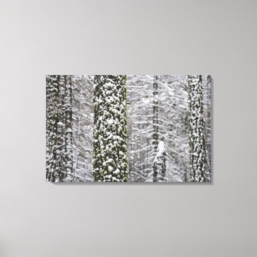 Schneebedeckte Baumstämme im Yosemittal - Leinwanddruck (Vorderseite)