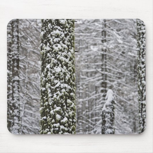 Schneebedeckte Baumstämme im Yosemittal - Mousepad (Vorne)