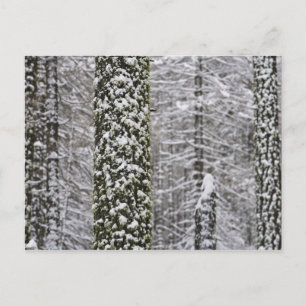 Schneebedeckte Baumstämme im Yosemittal - Postkarte