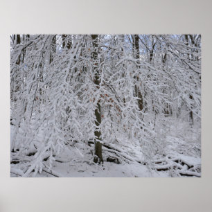 Schneebedeckte Birkenbaumkrone Poster