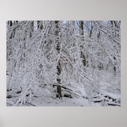 Schneebedeckte Birkenbaumkrone Poster (Vorne)