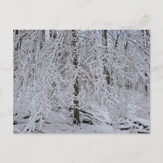 Schneebedeckte Birkenbaumkrone Postkarte (Vorderseite)