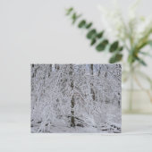 Schneebedeckte Birkenbaumkrone Postkarte (Stehend Vorderseite)