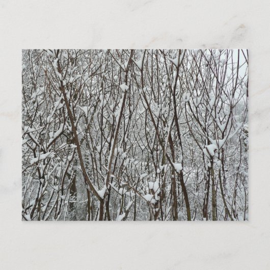 Schneebedeckte Branchen Winter Abstrakt Postkarte (Vorderseite)