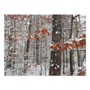 Schneebedeckte Eichen im Winter - Naturfotografie Fotodruck