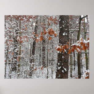 Schneebedeckte Eichen - Winterlandschaftsfotografi Poster