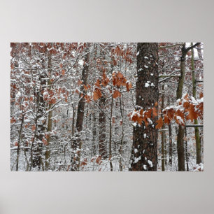 Schneebedeckte Eichen - Winterlandschaftsfotografi Poster