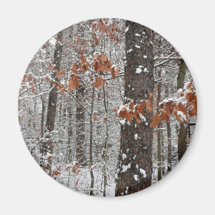 Schneebedeckte Eichenbäume Winternaturfotografie Magnet
