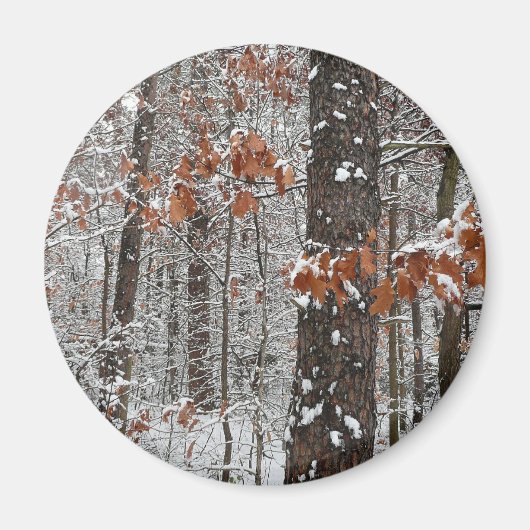 Schneebedeckte Eichenbäume Winternaturfotografie Magnet (Vorne)