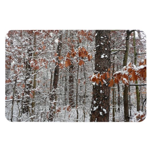 Schneebedeckte Eichenbäume Winternaturfotografie Magnet (Horizontal)