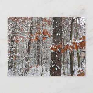 Schneebedeckte Eichenbäume Winternaturfotografie Postkarte