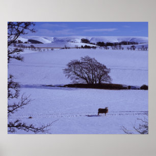 Schneebedeckte Felder, die Schafe enthalten Poster