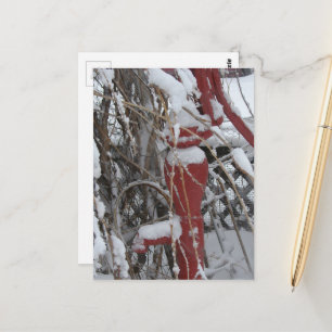 Schneebedeckte Gartenszene Postkarte