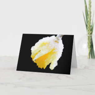 Schneebedeckte Gelbe Daffodie Frühjahrsblase Karte