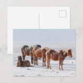 Schneebedeckte isländische Pferde Postkarte (Vorne/Hinten)