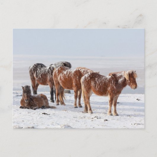 Schneebedeckte isländische Pferde Postkarte (Vorderseite)