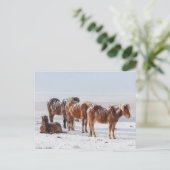 Schneebedeckte isländische Pferde Postkarte (Stehend Vorderseite)