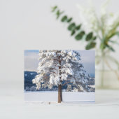 Schneebedeckte Kiefer Postkarte (Stehend Vorderseite)