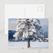 Schneebedeckte Kiefer Postkarte (Vorne/Hinten)