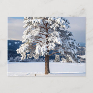 Schneebedeckte Kiefer Postkarte