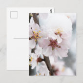 Schneebedeckte Mandelbaum-Blume Postkarte (Vorne/Hinten)