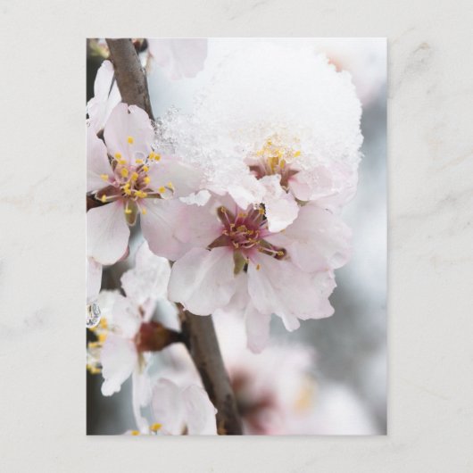 Schneebedeckte Mandelbaum-Blume Postkarte (Vorderseite)