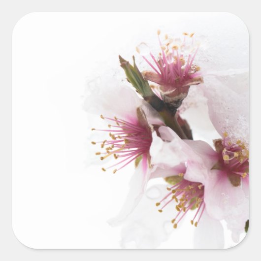 Schneebedeckte Mandelbaum-Blume Quadratischer Aufkleber (Vorderseite)