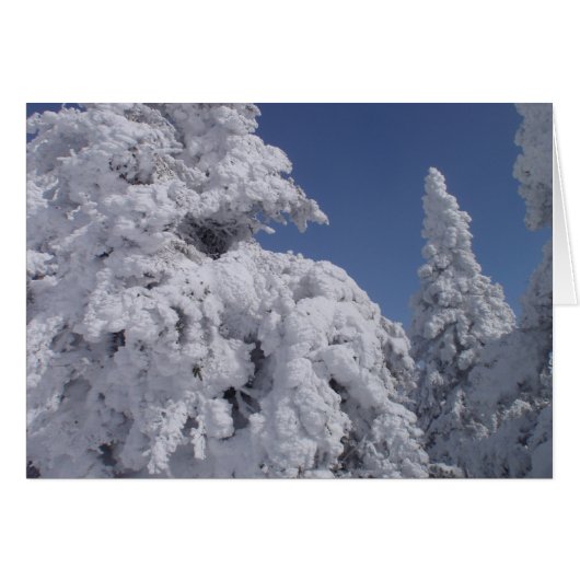 Schneebedeckte Nadelbäume (Vorderseite (Horizontal))