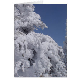 Schneebedeckte Nadelbäume