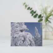 Schneebedeckte Nadelbäume Postkarte (Stehend Vorderseite)