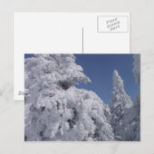 Schneebedeckte Nadelbäume Postkarte (Vorne/Hinten)