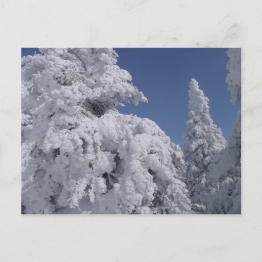 Schneebedeckte Nadelbäume Postkarte (Vorderseite)