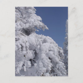 Schneebedeckte Nadelbäume Postkarte