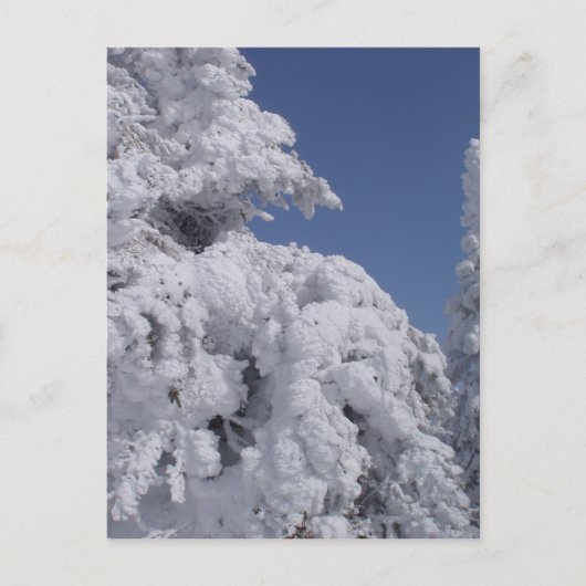 Schneebedeckte Nadelbäume Postkarte (Vorderseite)