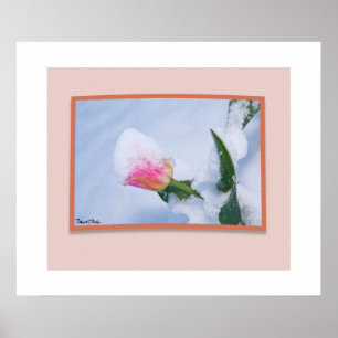 Schneebedeckte rosa Tulip Poster