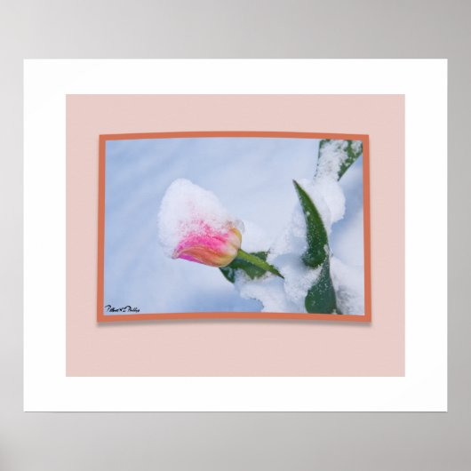 Schneebedeckte rosa Tulip Poster (Vorne)