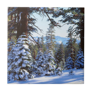 Schneebedeckte Rottannen im High Sierra 2 Fliese