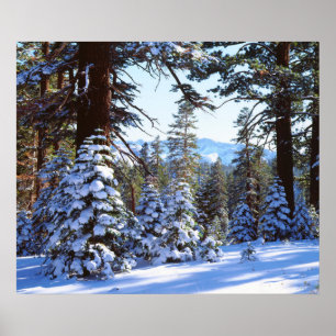 Schneebedeckte Rottannen im High Sierra 2 Poster