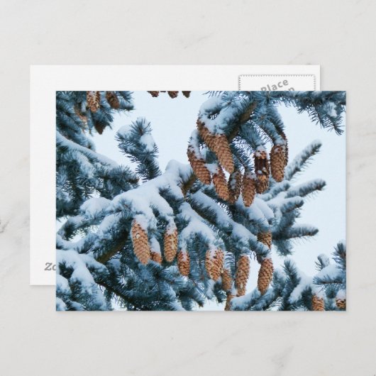 Schneebedeckte Spruce-Kragen und Pinecones Postkarte (Vorne/Hinten)