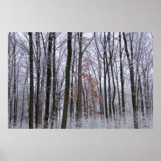 Schneebedeckte Wälder Winterlandschaft Fotografie Poster (Vorne)