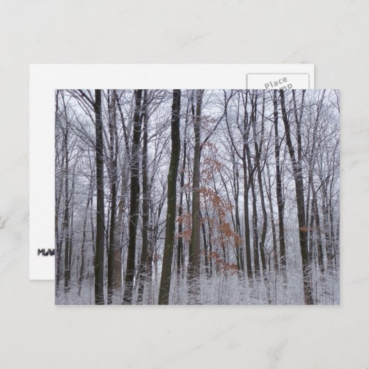 Schneebedeckte Wälder Winterlandschaft Fotografie Postkarte (Vorne/Hinten)