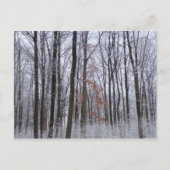 Schneebedeckte Wälder Winterlandschaft Fotografie Postkarte (Vorderseite)
