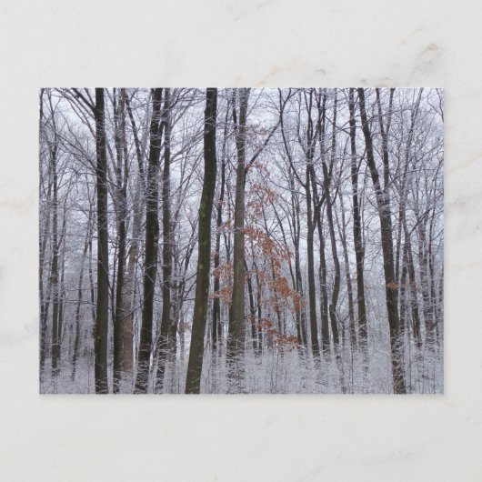 Schneebedeckte Wälder Winterlandschaft Fotografie Postkarte (Vorderseite)