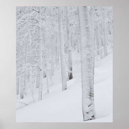 Schneebedeckte Waldwunder Poster (Vorne)